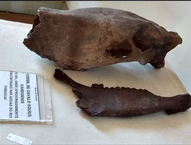 F&oacute;ssil de 30 mil anos achado em MS estava em museu incendiado no Rio