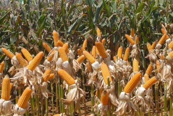 Cen&aacute;rio ruim no campo de MS tamb&eacute;m favoreceu queda hist&oacute;rica do PIB