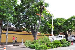  Prefeitura inicia remoção de árvores que apresentam risco de queda