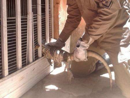 Lagarto de 80 cent&iacute;metros fica preso em grade ao tentar entrar em casa