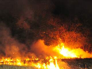 Fogo chegou próximo de árvore e a altura das chamas era de por medo em quem passasse. (Foto: Rodrigo Pazinato)