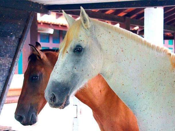 Iagro prorroga para mar&ccedil;o prazo para declara&ccedil;&atilde;o de rebanho equ&iacute;deo em MS