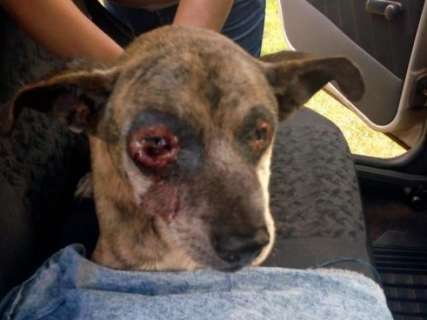Cachorro tem os olhos mutilados e é abandonado na Nova Campo Grande