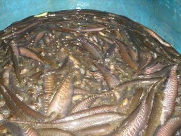  PMA apreende 1500 peixes para iscas vivas capturados na piracema em Navira&iacute;