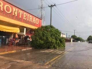 Árvore caiu com a força do vento e derrubou fios na rua (Foto: Bela Vista News)
