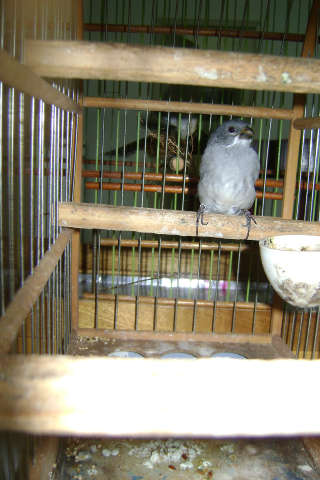  Homem &eacute; multado em R$ 8 mil por cria&ccedil;&atilde;o ilegal de aves em Iguatemi