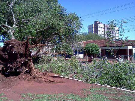  Em Maracaju, ventania derruba &aacute;rvore no centro com mais de 50 anos 