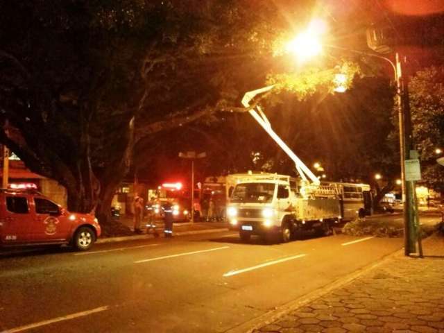 Galho cai em cima de &ocirc;nibus articulado e trecho da Mato Grosso fica interditado