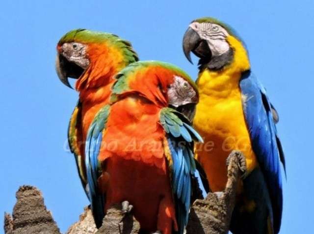 Projeto quer promover turismo da Capital atrav&eacute;s da fauna e flora 