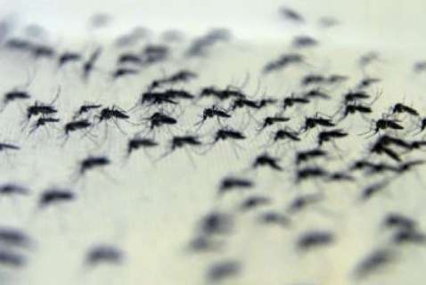 Fiocruz aumenta liberação do Aedes com bactéria que reduz eficácia do mosquito
