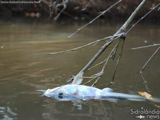  Polui&ccedil;&atilde;o de usina mata peixes em c&oacute;rrego, denuncia morador de Quebra Coco