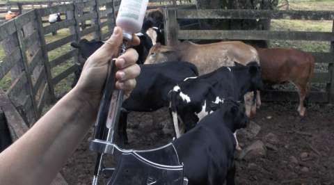 Campanha de vacinação contra aftosa imuniza 99% dos bovinos de MS