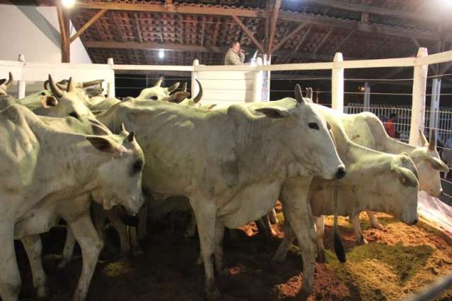 Com cheia do Pantanal, sindicato faz leil&atilde;o e todos lotes s&atilde;o vendidos