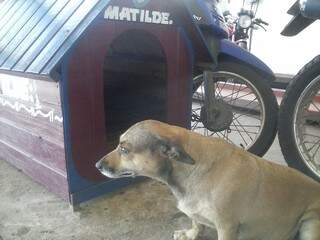 Matilde virou atração  do posto de combustível em Ponta Porã.