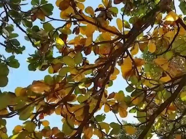 Moradores denunciam envenenamento de &aacute;rvores que s&atilde;o &ldquo;aeroporto de araras&rdquo;