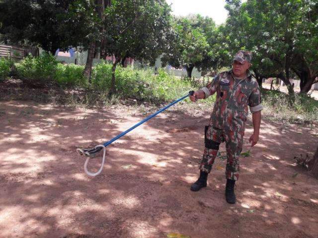 Pol&iacute;cia captura uma cobra a cada 2 dias em resid&ecirc;ncias de cidade em MS 