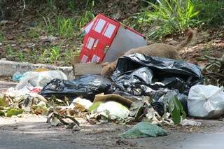 Cachorro vasculha em lixo que se acumula pela cidade. (Foto: Marcos Ermínio)