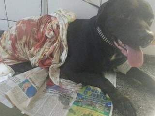 Labrador Thor em clínica veterinária depois de ser baleado (Foto: Direto das Ruas)