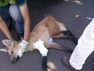 O animal teve uma perna imobilizada, em razão de uma fratura. (Foto: DIvulgação/PRF)