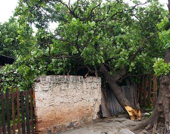 Temporal e ventos fortes durante uma hora derrubam nove &aacute;rvores
