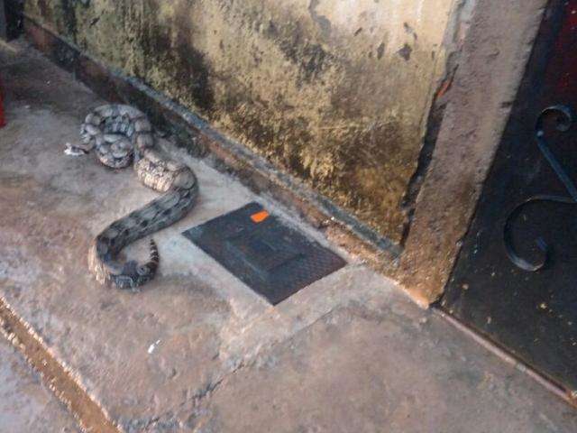Jiboia de dois metros &eacute; capturada em port&atilde;o de casa em cidade do interior