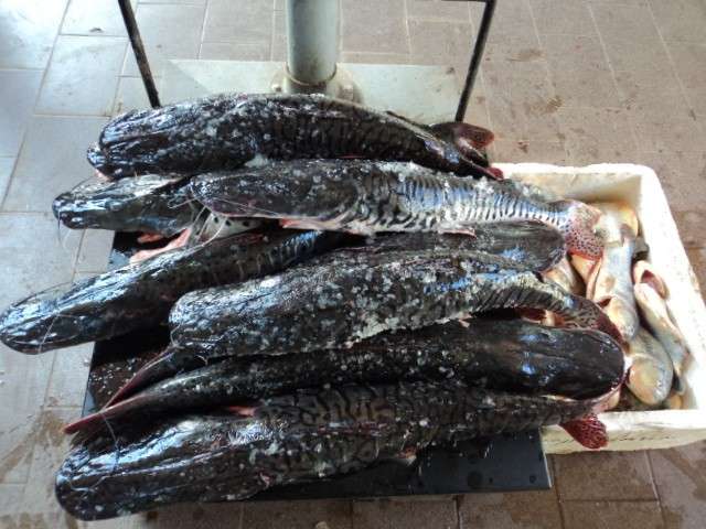 Pol&iacute;cia apreende 53 quilos de pescado em &ocirc;nibus de turistas paranaenses