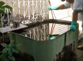 Focos do mosquito da dengue estão nas casas habitadas (Foto: Divulgação)