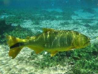 Animal é  bastante comum em rios de MS. (Foto: Peixes de Bonito)
