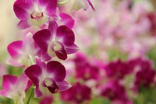 As orquídeas são de uma delicadeza que encanta ao primeiro olhar. (Foto: Marcos Ermínio) 
