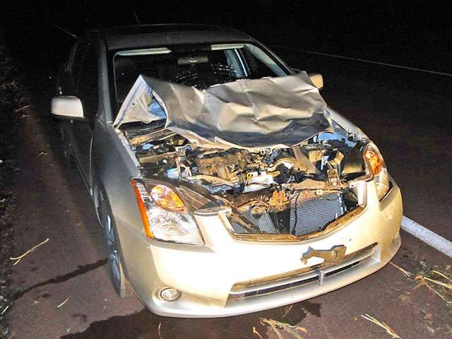 Vaca na pista provoca acidente; m&eacute;dico dirigia o carro