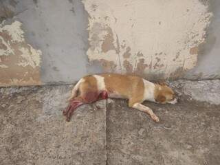 Uma dos cachorros foi encontrado ensaguentado e com parte das vísceras penduradas. (Foto: Direto das Ruas)