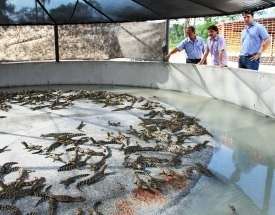 Corumb&aacute; recebe empresa que vai criar e abater 100 mil jacar&eacute;s por ano 
