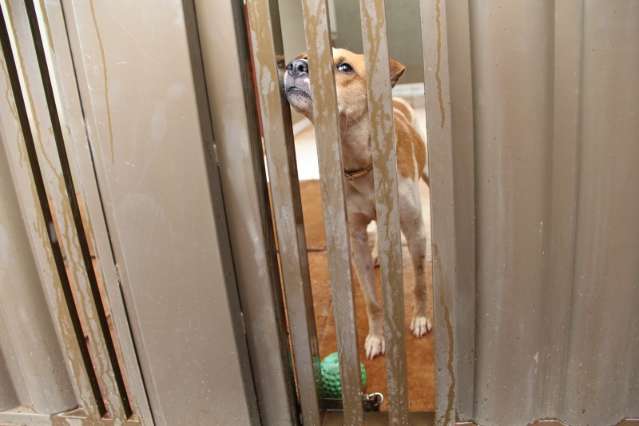 Moradores se mudam e abandonam c&atilde;o em resid&ecirc;ncia no Parque Lageado