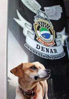 Durante coletiva na Denar, cachorro que escolheu viver entre policiais dá o ar da graça aos jornalistas. (Legenda e foto de Marcos Ermínio)
