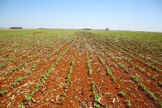 Primeira colheita da safra 2013/2014 da soja em Mato Grosso do Sul deve ser feita em fevereiro (Foto: Marcos Ermínio)
