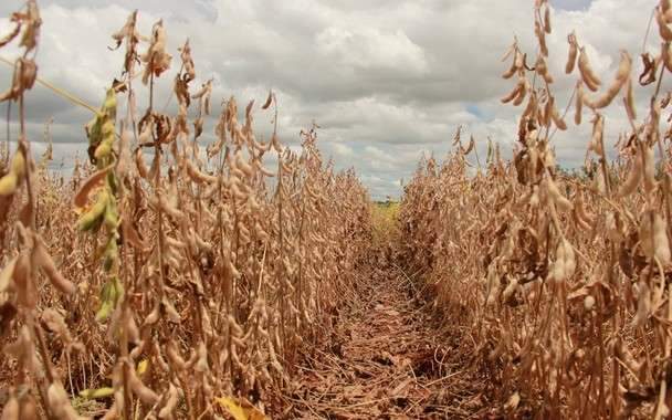 Em MS, 68% da &aacute;rea plantada de soja j&aacute; foi colhida e plantio de milho avan&ccedil;a