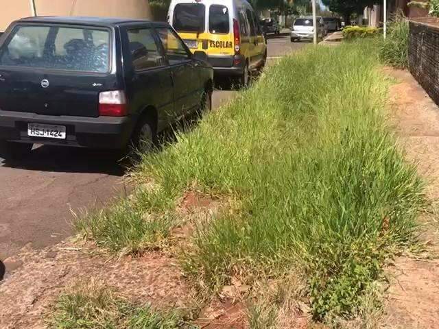 Em frente as escolas, mato ocupa lugar das cal&ccedil;adas e atrapalha alunos