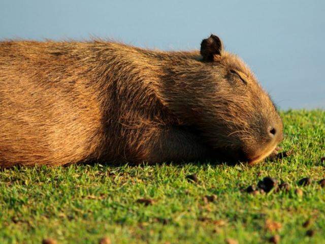 VÍDEO explica por que capivaras de Mato Grosso do Sul se acham demais