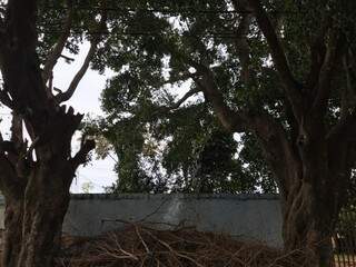 Restos de galhos podados da árvore também se acumulam na rua (Foto: Danielle Matos)