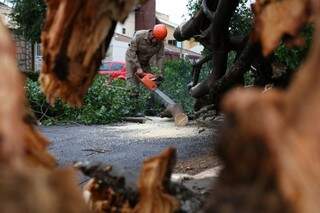 Bombeiros trabalham para remover árvore na Rua Nossa Senhora das Mercês (Foto: Marcelo Victor)