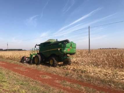 Colheita do milho atinge 99,2% da área plantada em Mato Grosso do Sul