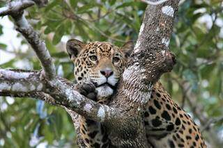 Em cima da árvore é seu momento de descansar (Foto: Carlos Eduardo Fragoso)