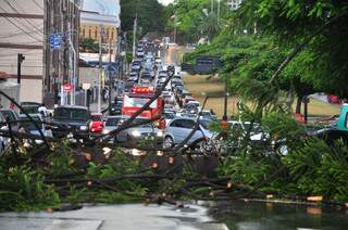 Árvore bloqueia trânsito na Avenida Afonso Pena. (Fotos: João Garrigó)