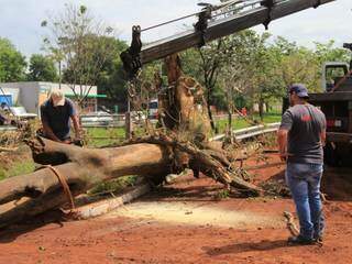 Funcionários da prefeitura cortam árvores arrancada pela enxurrada (Foto: Marina Pacheco)