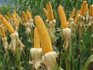 Produção de milho safrinha será menor em 2014.