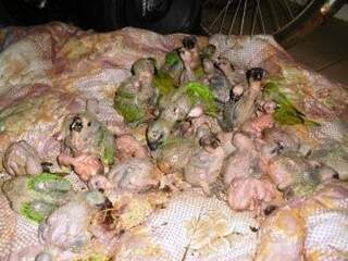 Filhotes de papagaio apreendidos pela PMA.  (Foto: divulgação)