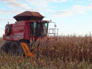 Atrasada, colheita de milho chega a 2,3% em lavouras da região sul do Estado. (Foto: Aprosoja/MS)