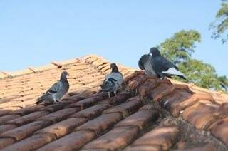 Pombos urbanos são considerados “ratos com asas”. (Foto: Arquivo)