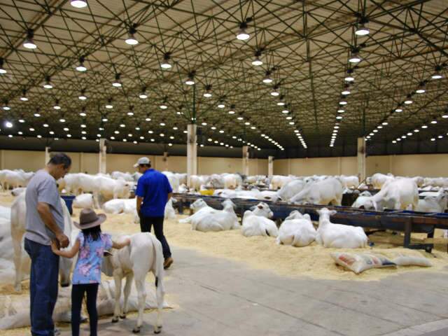  Come&ccedil;a a maior feira indoor da ra&ccedil;a Nelore do mundo