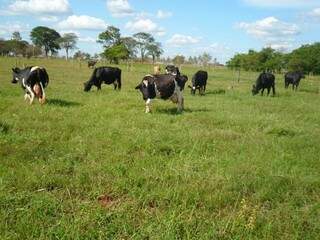 Vacas pastejando no capim vaquero pela primeira vez no sítio de Rafael (Foto: Arquivo pessoal) 